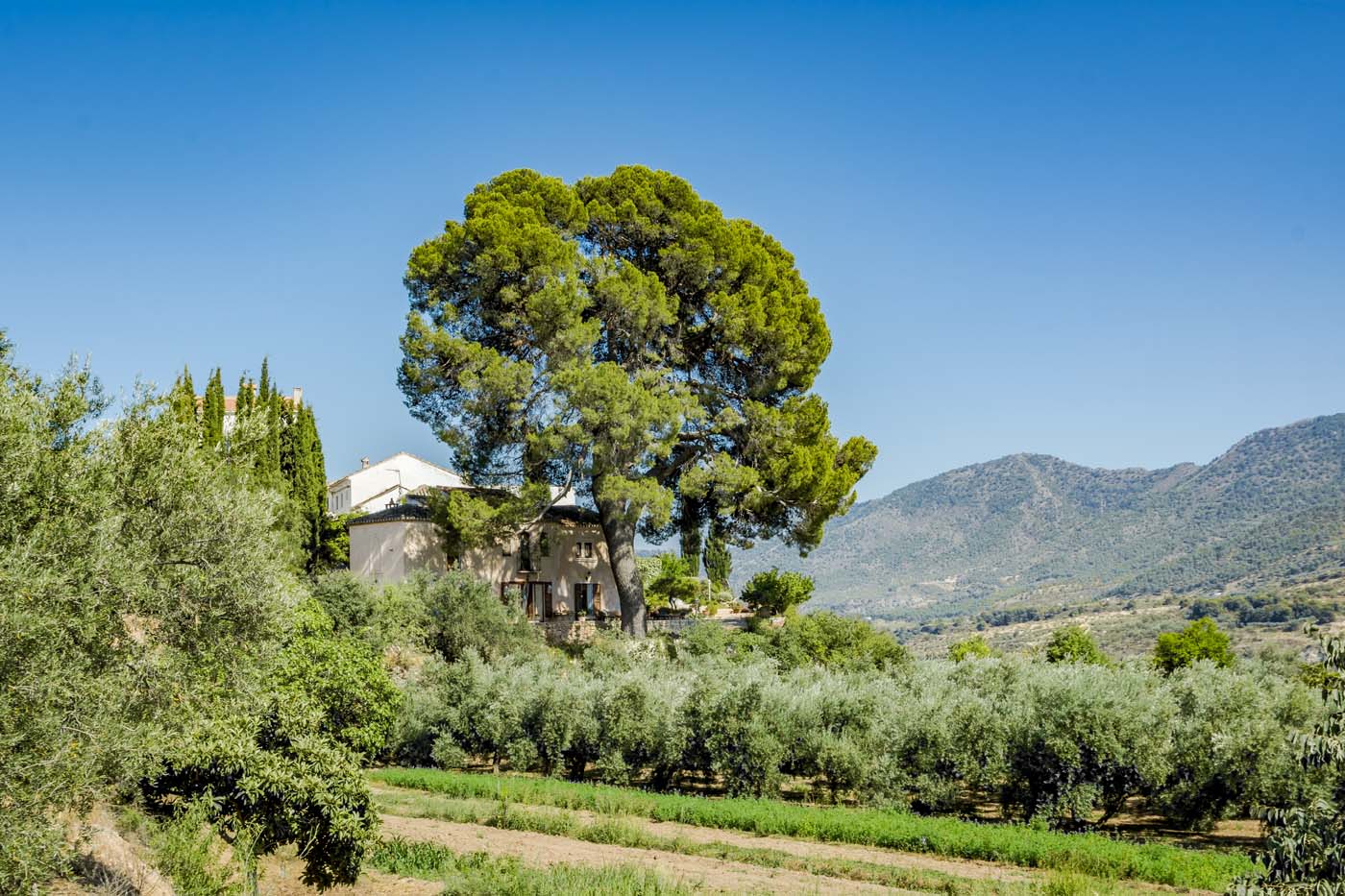 Mediterranean setting in the Lecrin valley region (Granada)